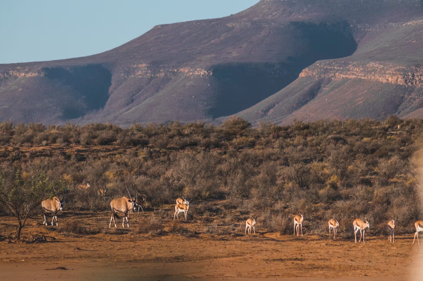 Oryx and springbok herd against the Cederberg mountains